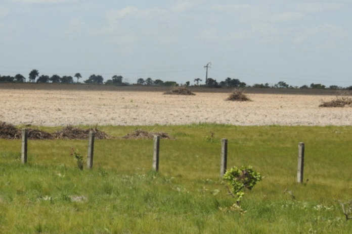Deter Floresta